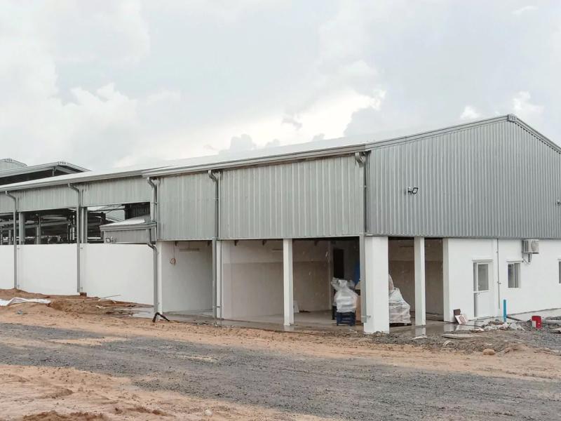 Tôn nhôm được sử dụng lợp mái trang tại chăn nuôi bò
